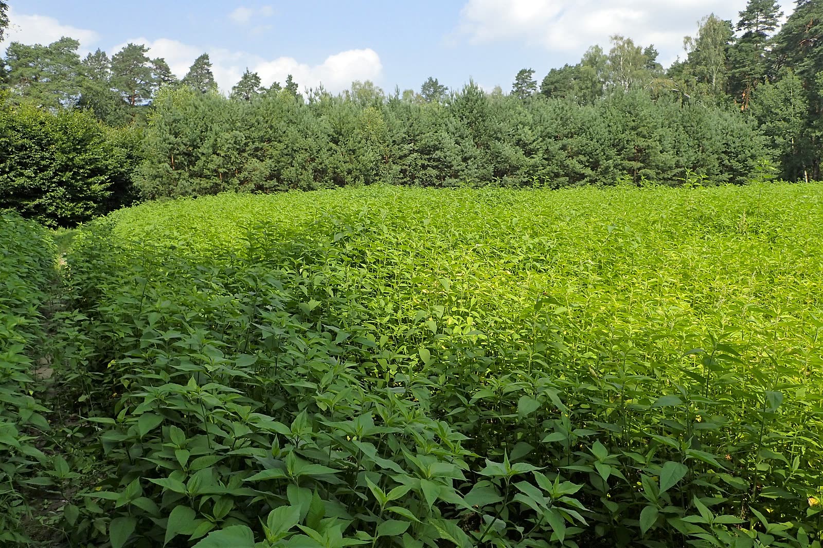 Established green wildlife food plot planted in a cut opening