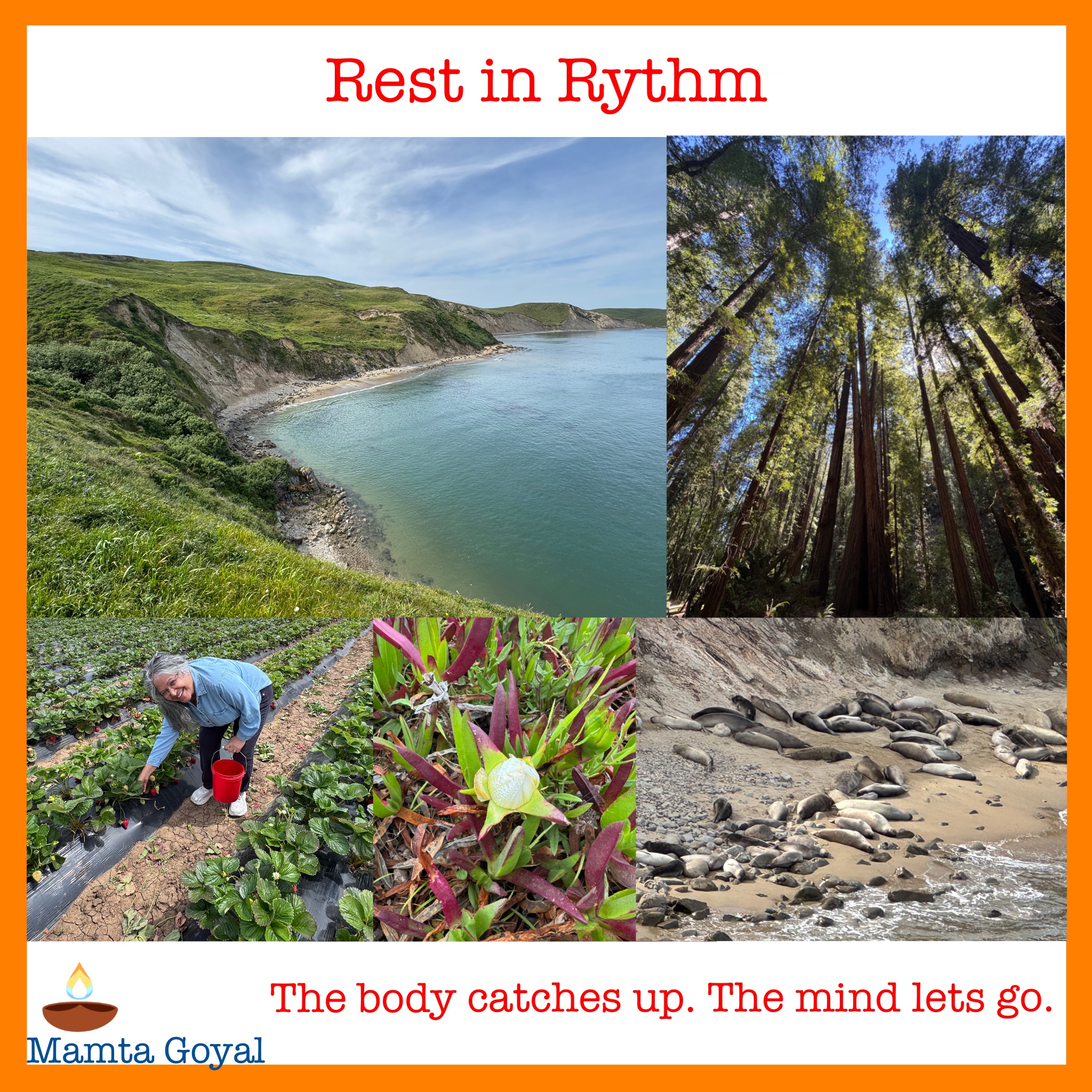 Peaceful family vacation collage with beach views, berry picking, sequoia trees, flowers, wildlife, and quiet moments in nature.