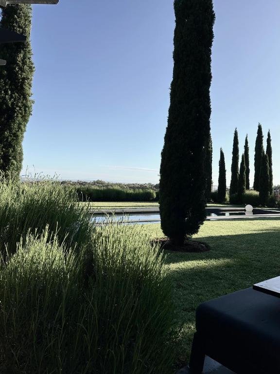 Vineyard view