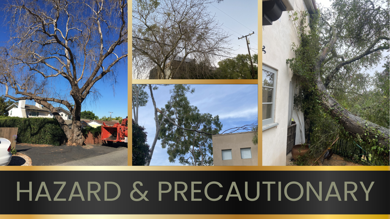 Fire hazard and defensible space tree services