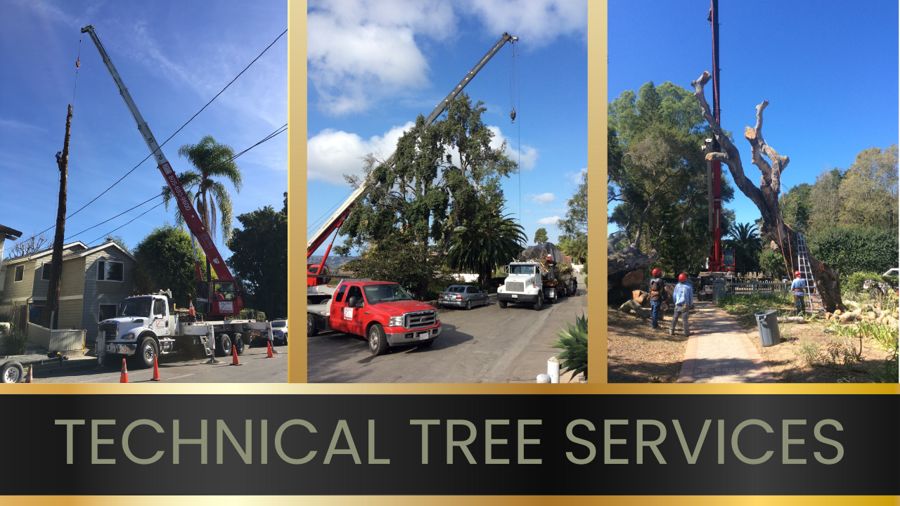 Technical tree removal and arborist services