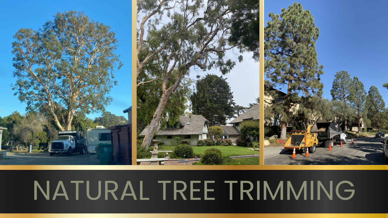 Tree trimming and pruning services in Santa Barbara