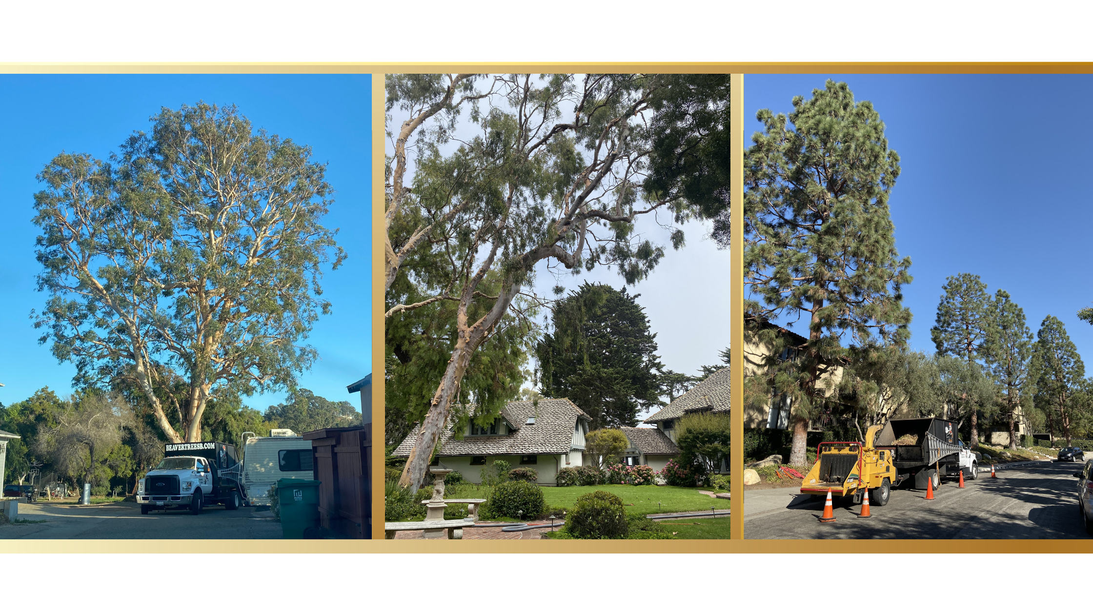 Tree trimming and pruning in Santa Barbara