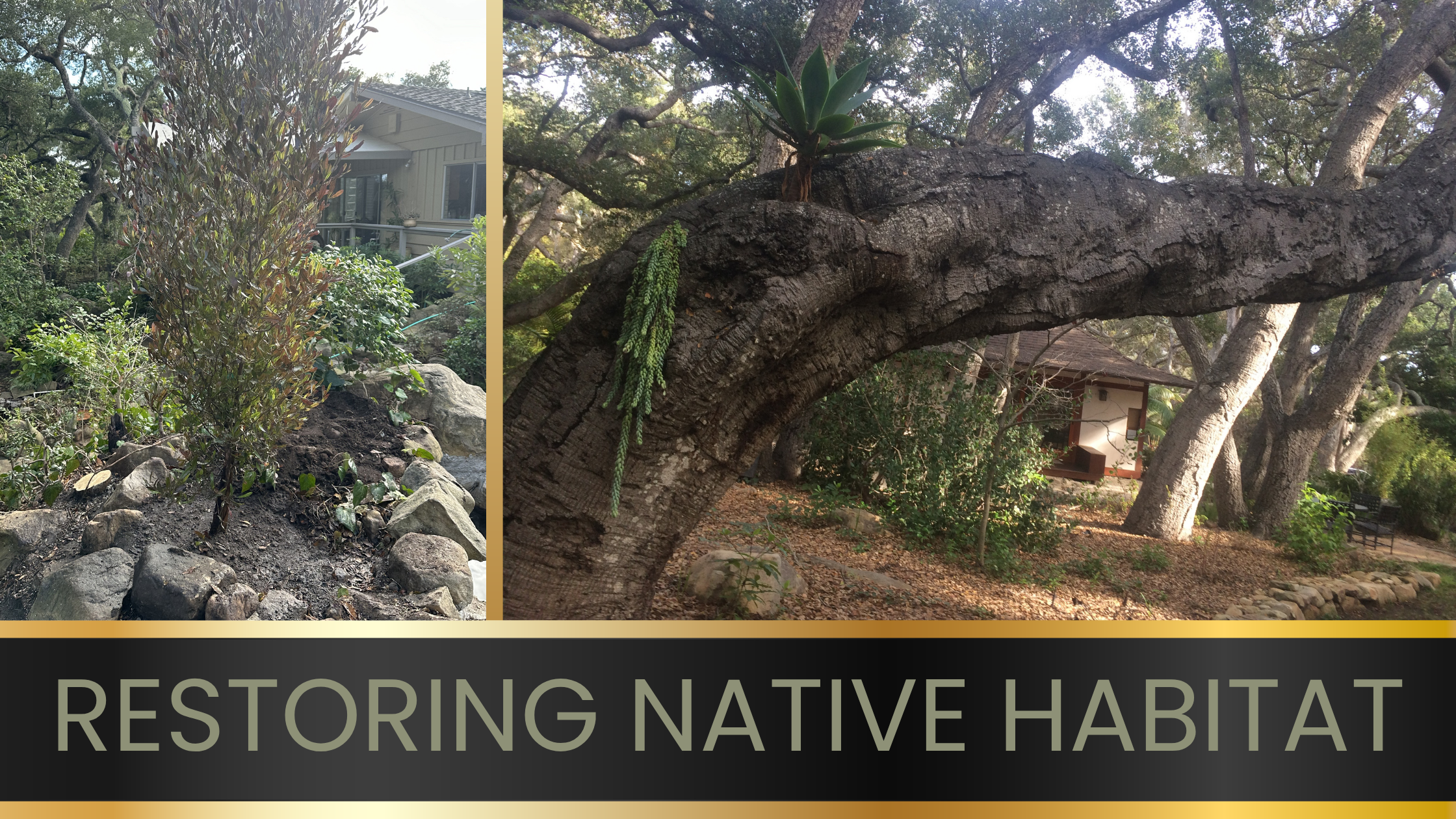 Restoring native habitat through proper tree care