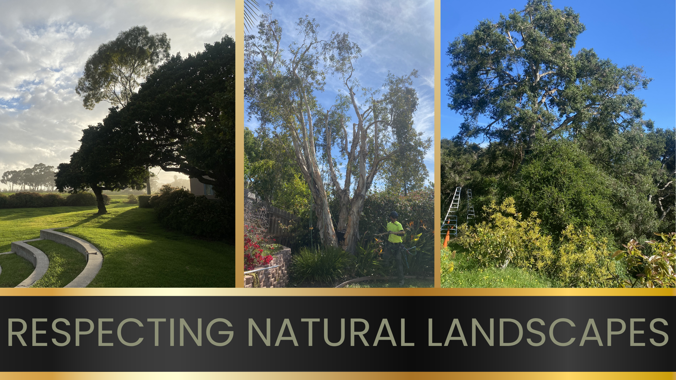 Tree care in natural landscapes