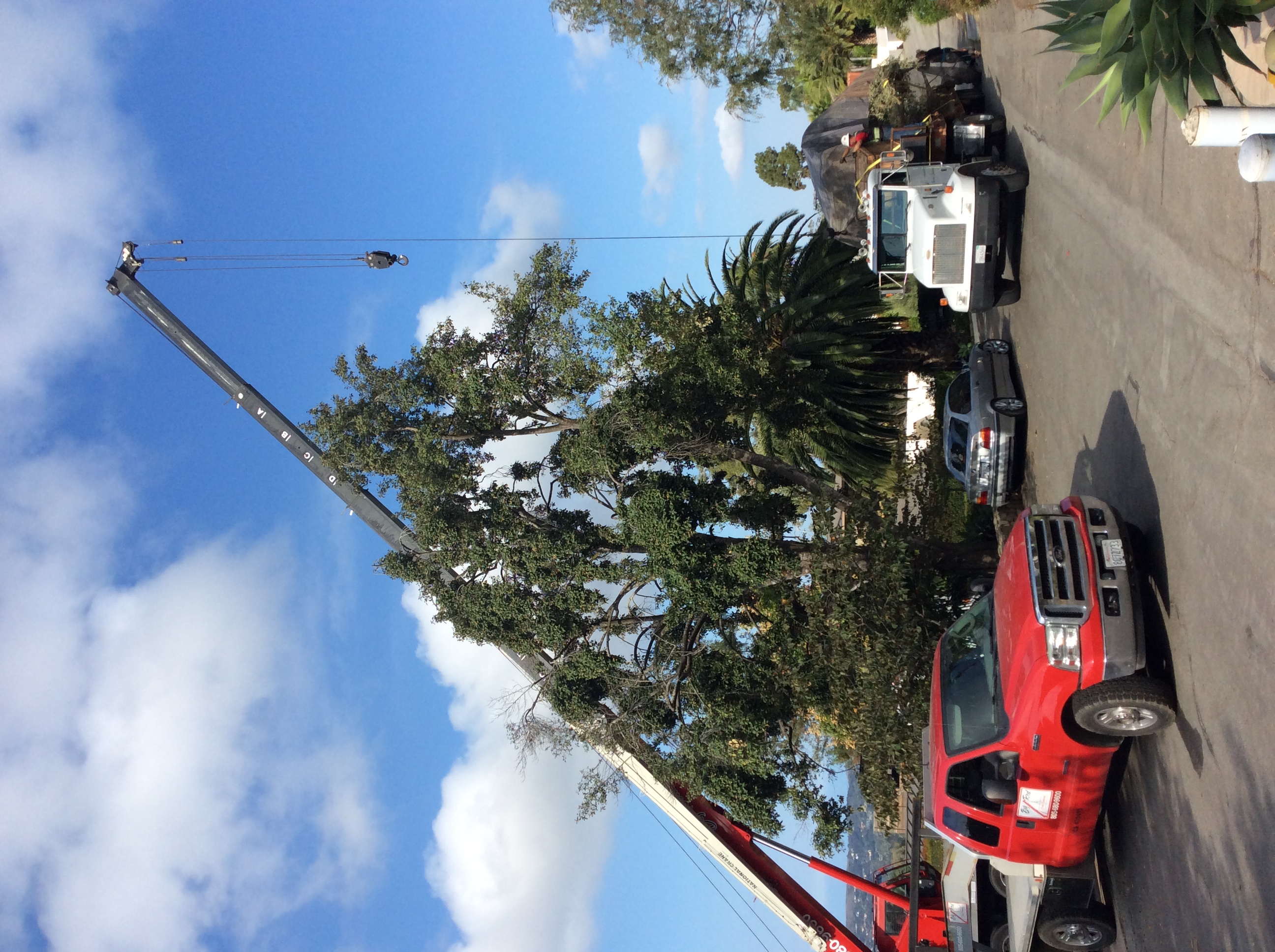Crane assisted tree removal in Santa Barbara