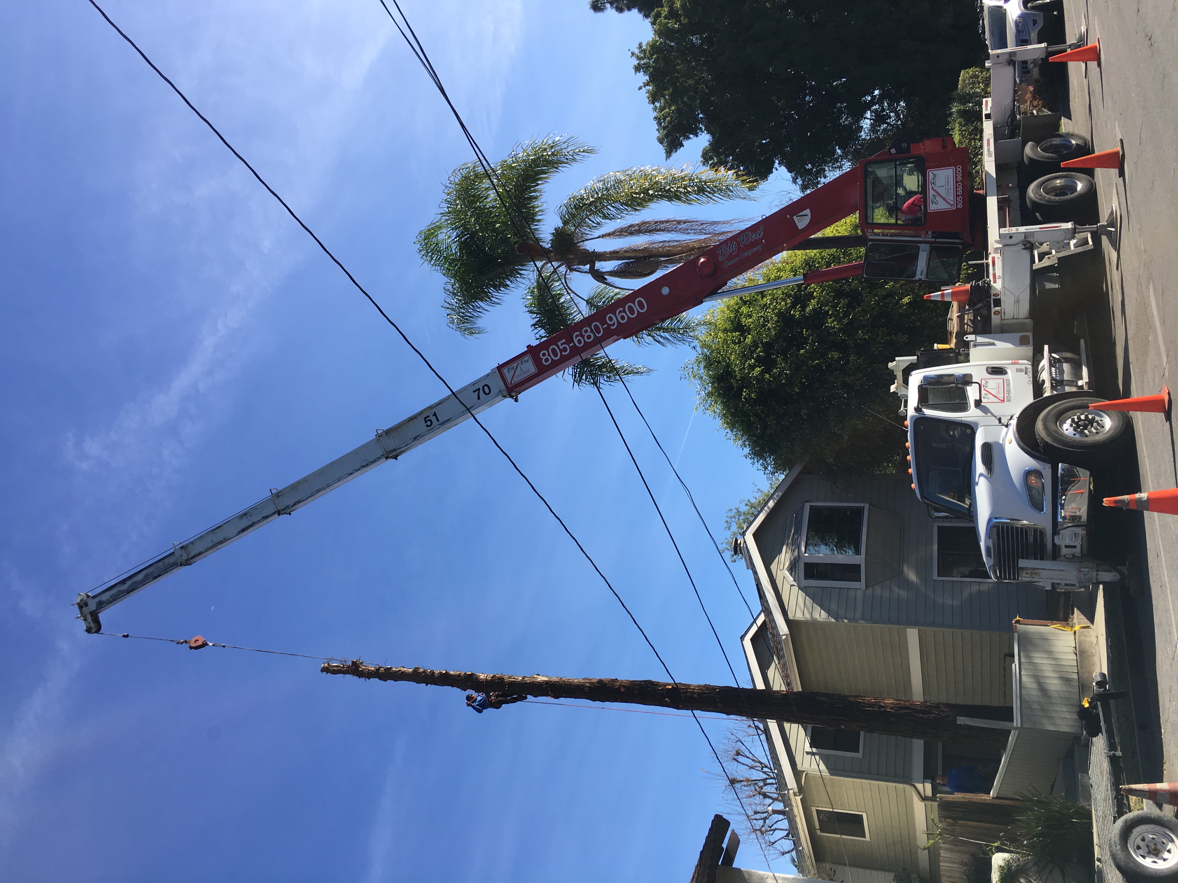 Crane-assisted technical tree removal near homes