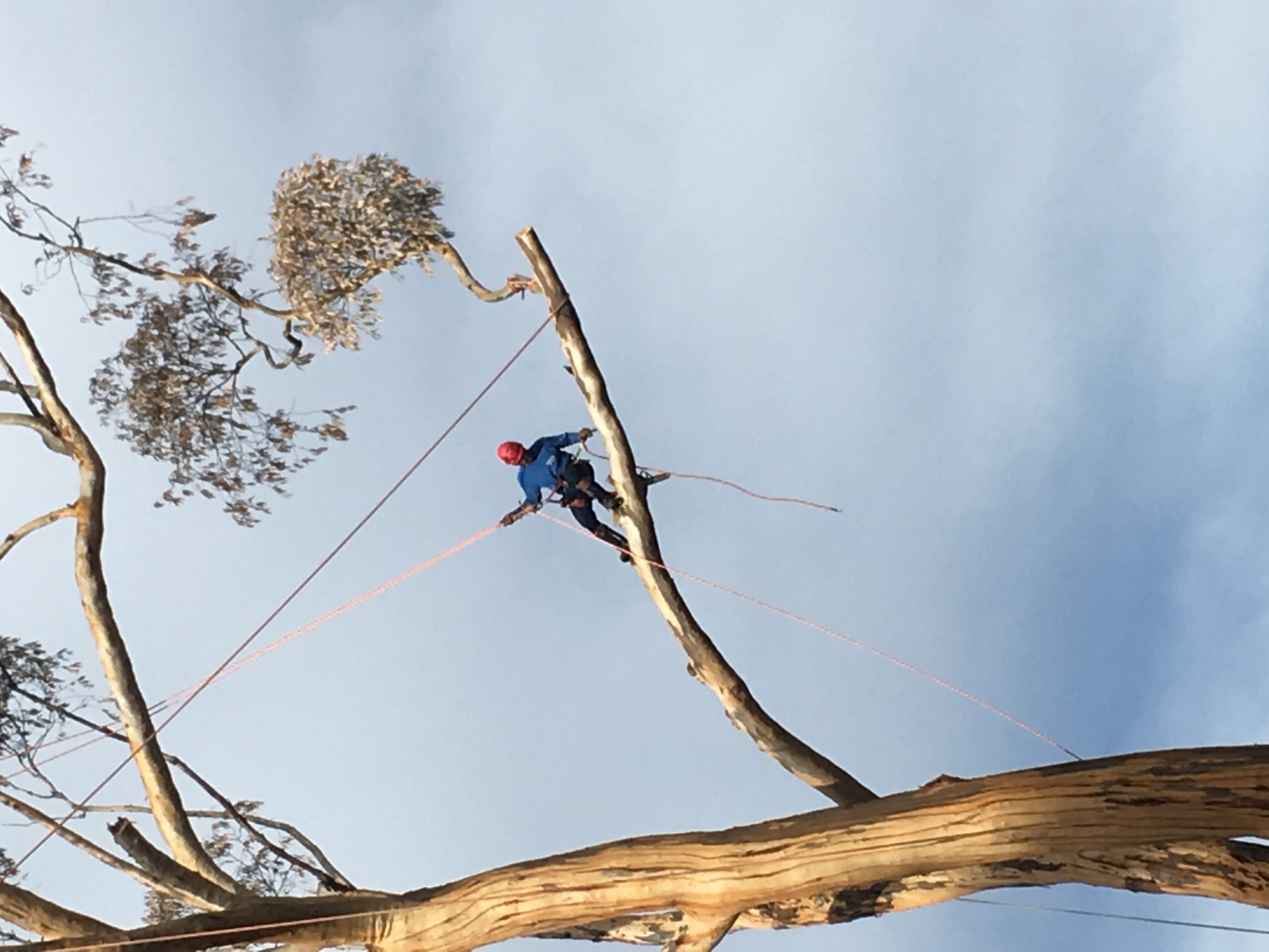 Tree climber doing specialty access work