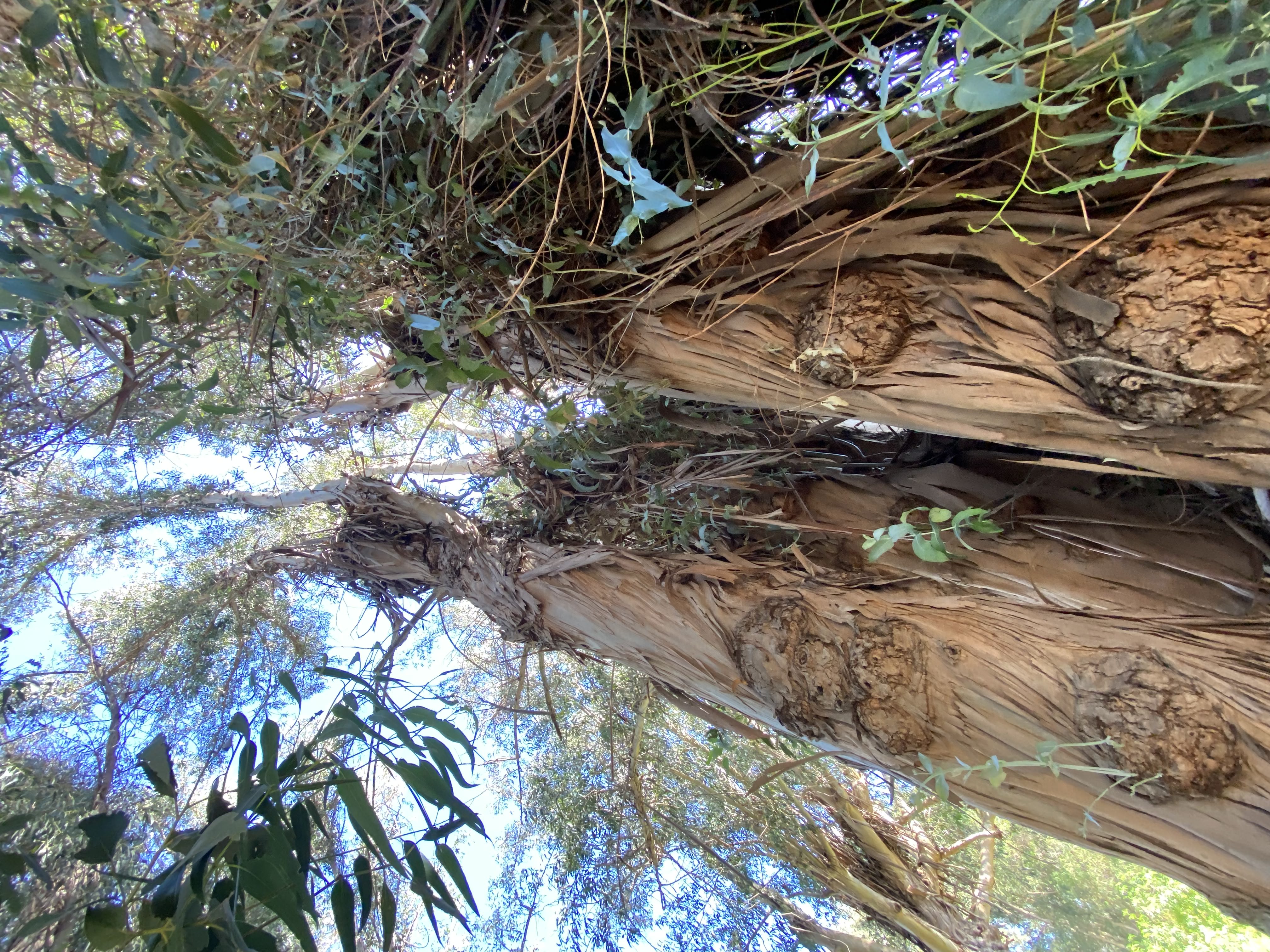 Damaged eucalyptus tree creating a hazard