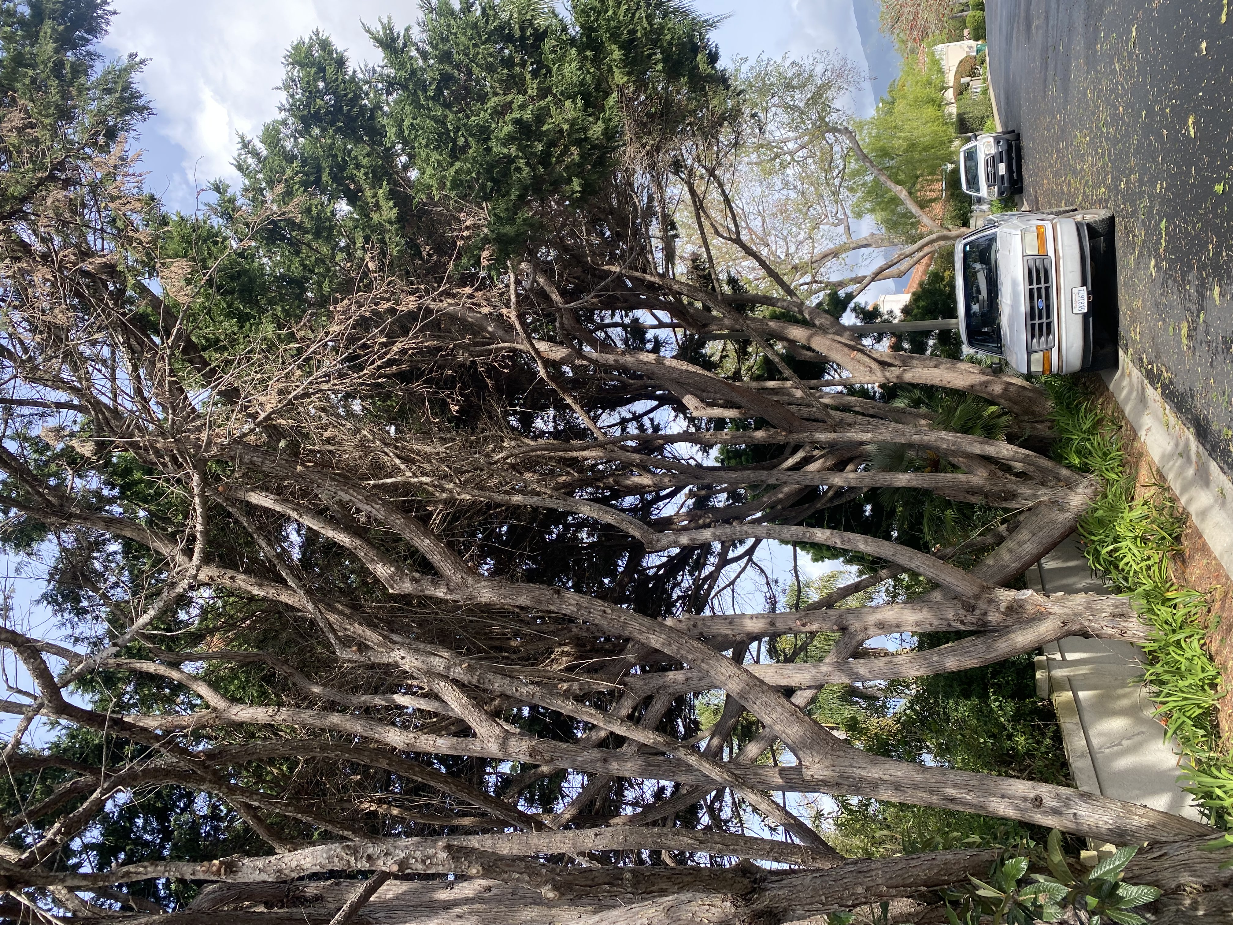 Public safety tree and hazard reduction work