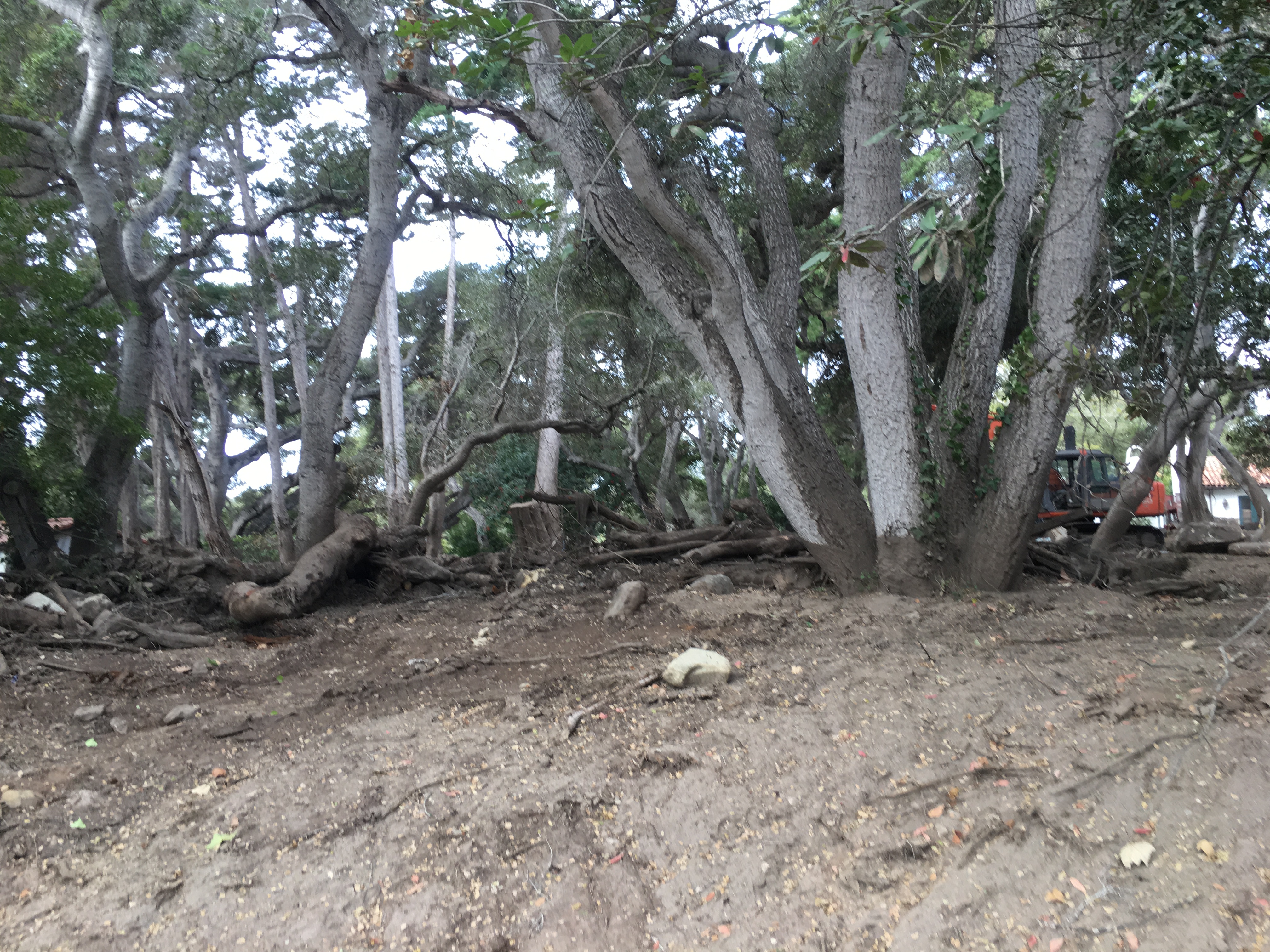 Storm damaged tree near a structure