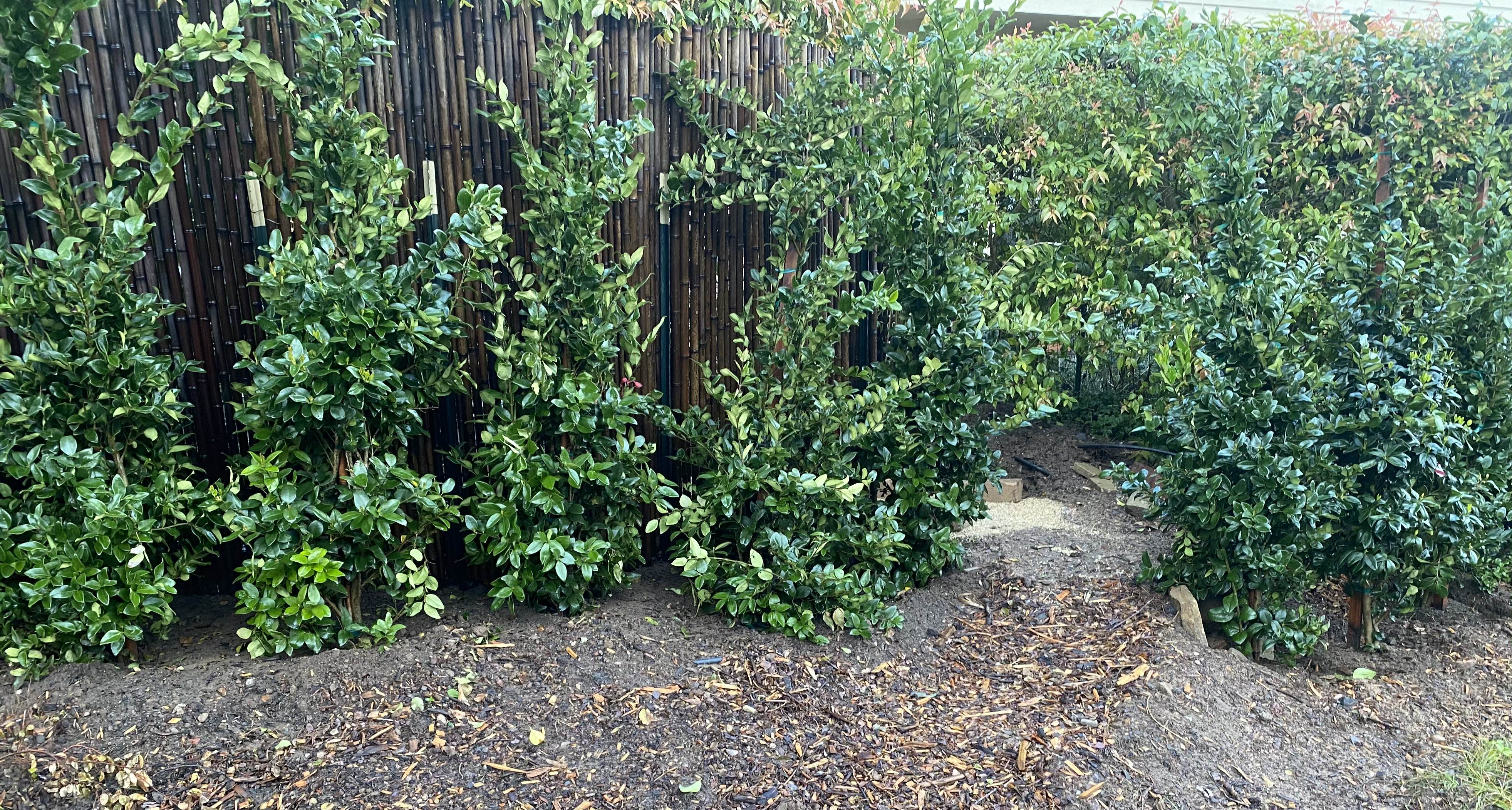 Privacy planting and landscape screening