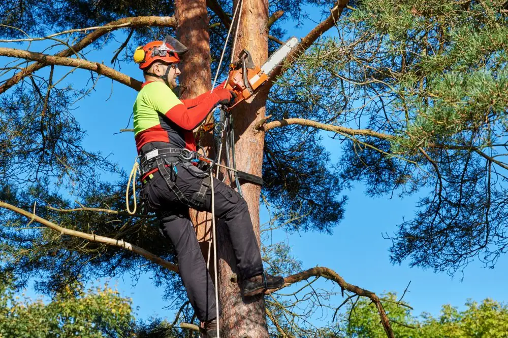 Tree service climber in helmet and harness cutting a pine tree with a chainsaw