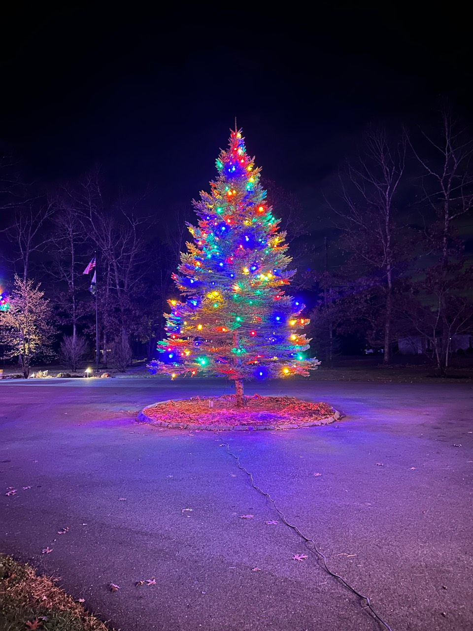 Large outdoor evergreen tree illuminated with multicolor Christmas lights