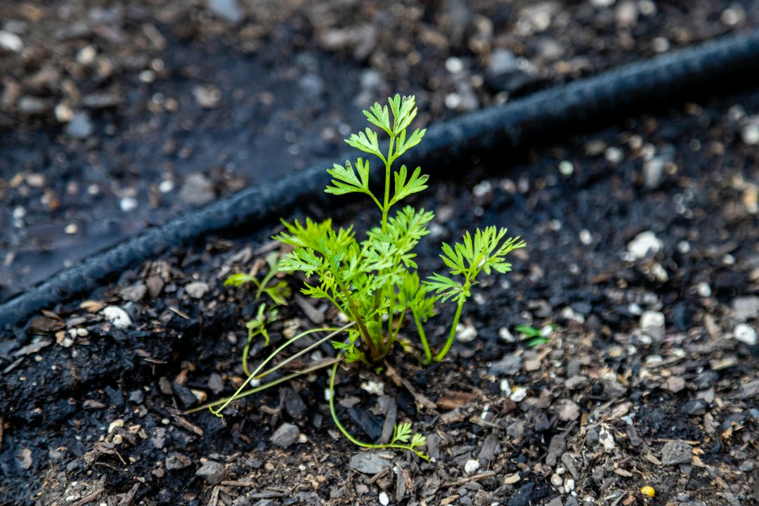 Drip tubing beside a small garden plant