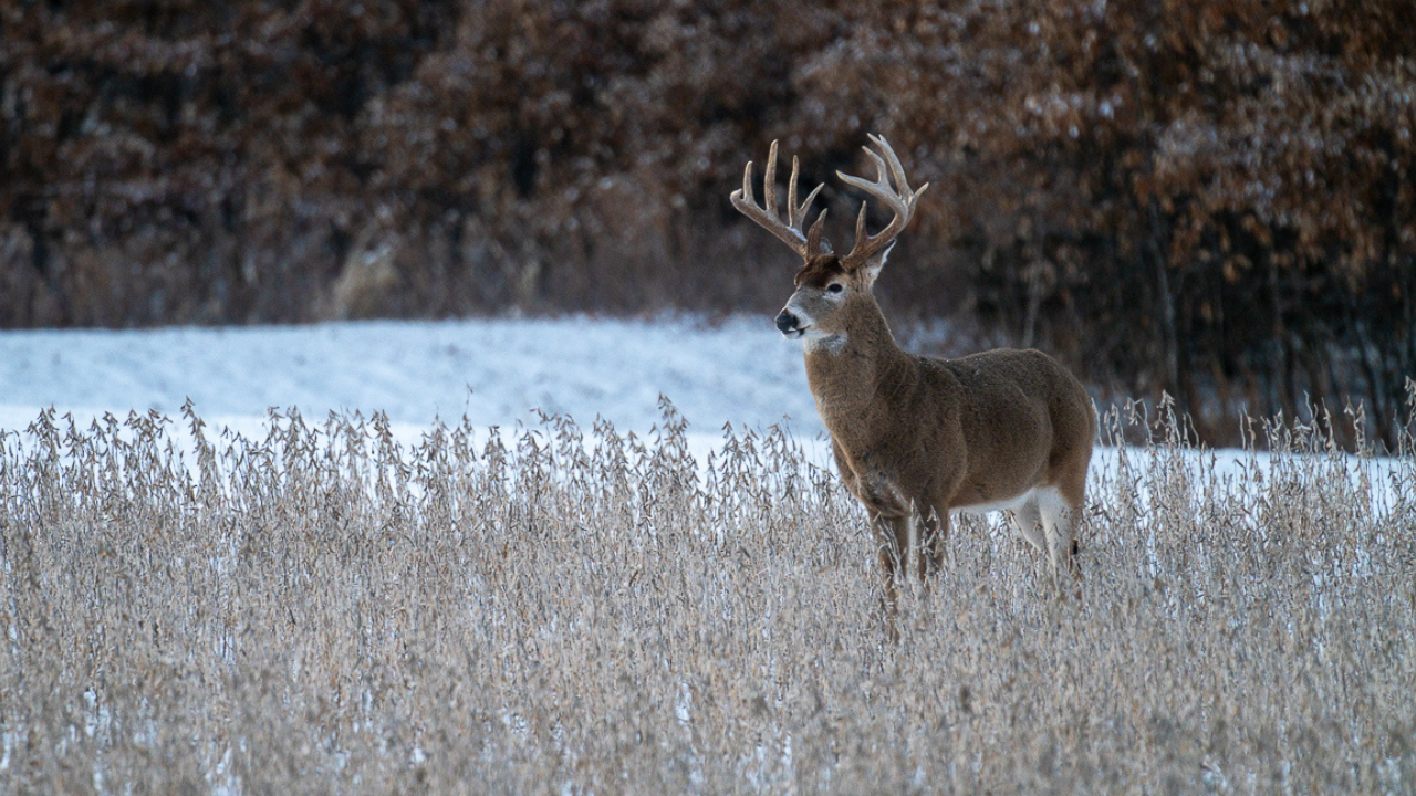 Mature whitetail deer on Illinois hunting property, representing valuable recreational land