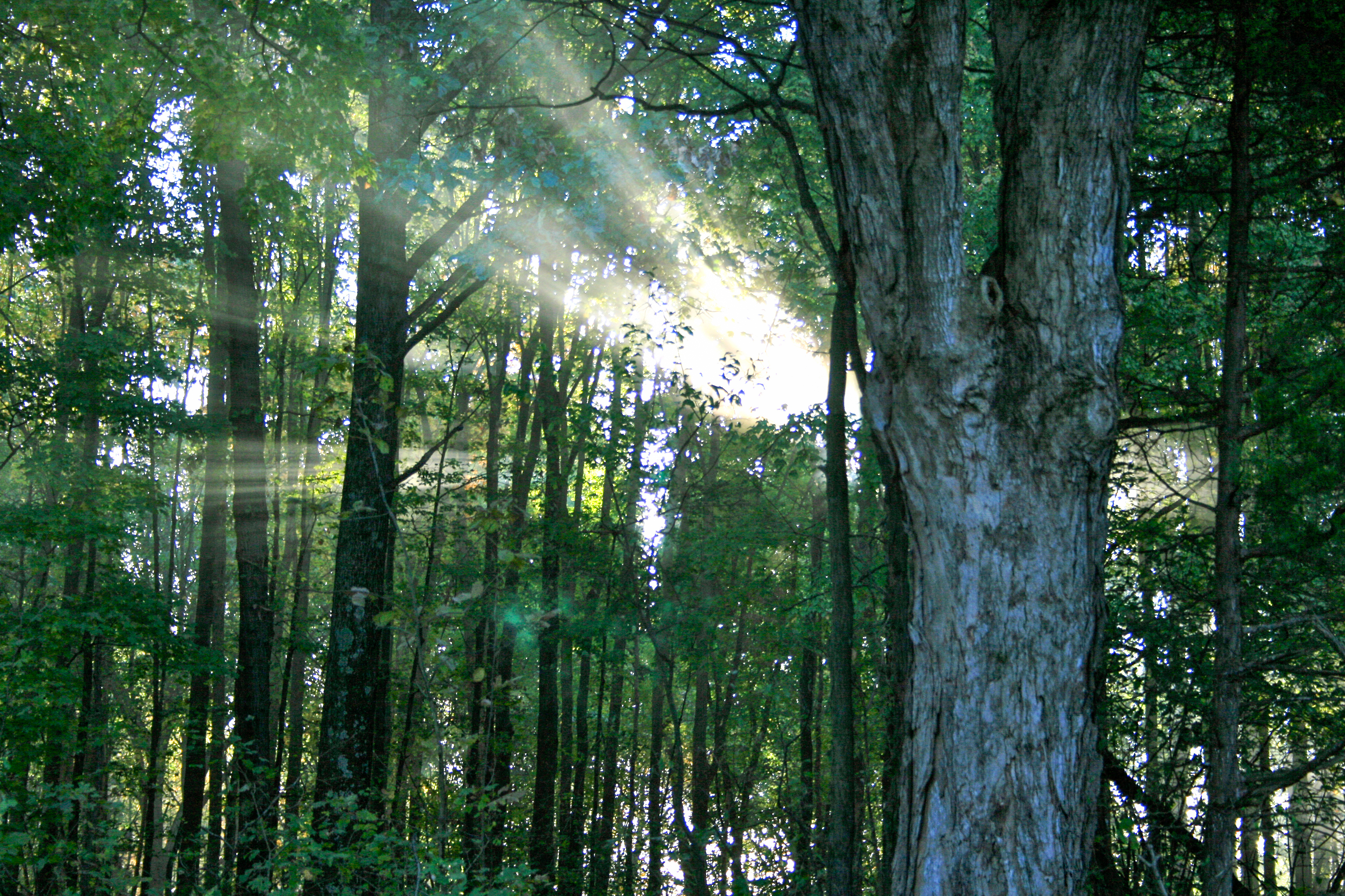 Recreational hunting land in Illinois showing timber, trails, and layout used for evaluating property function and access Recreational hunting land in Illinois showing timber, trails, and layout used for evaluating property function and access