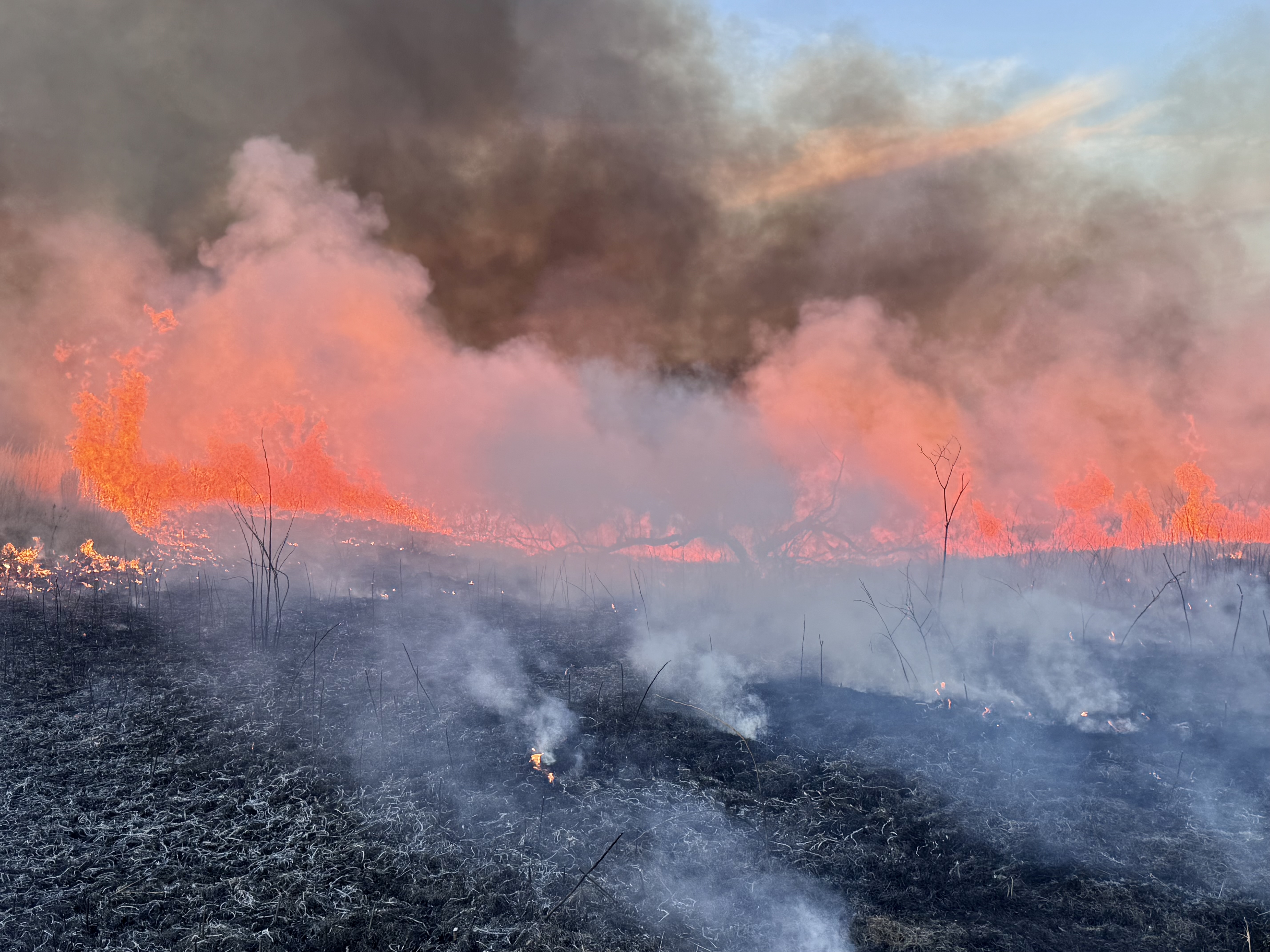 Controlled burn on Illinois land showing habitat improvement and land management for increased property value