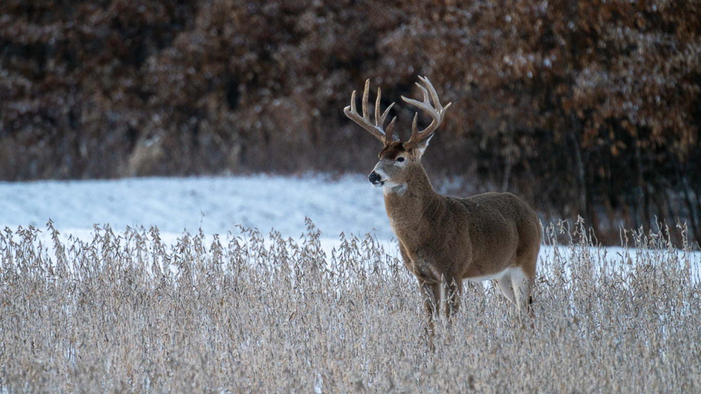 Whitetail deer on secluded food plot in western illinois