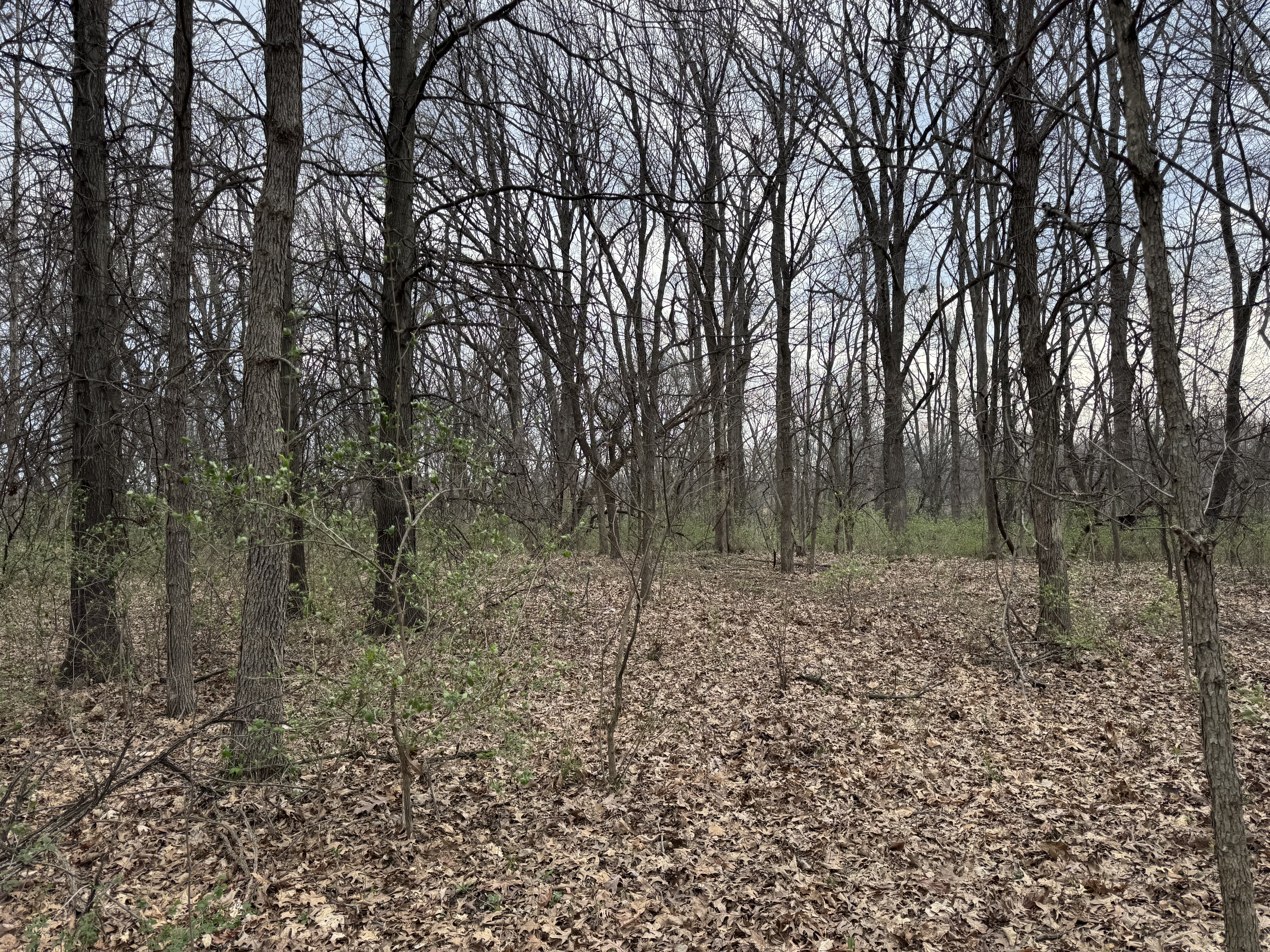 Young honeysuckle growth in central Illinois timber showing early green before native trees leaf out — invasive species identification on rural land