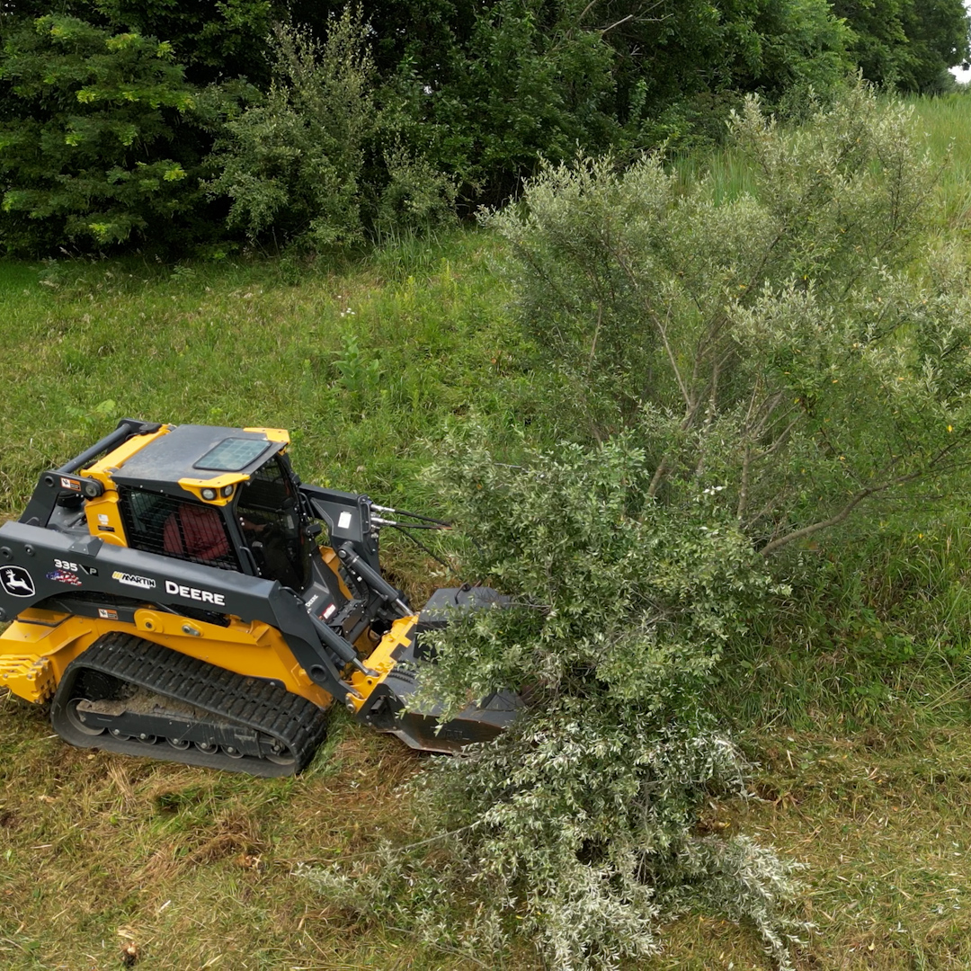 Young honeysuckle growth in central Illinois timber showing early green before native trees leaf out — invasive species identification on rural land