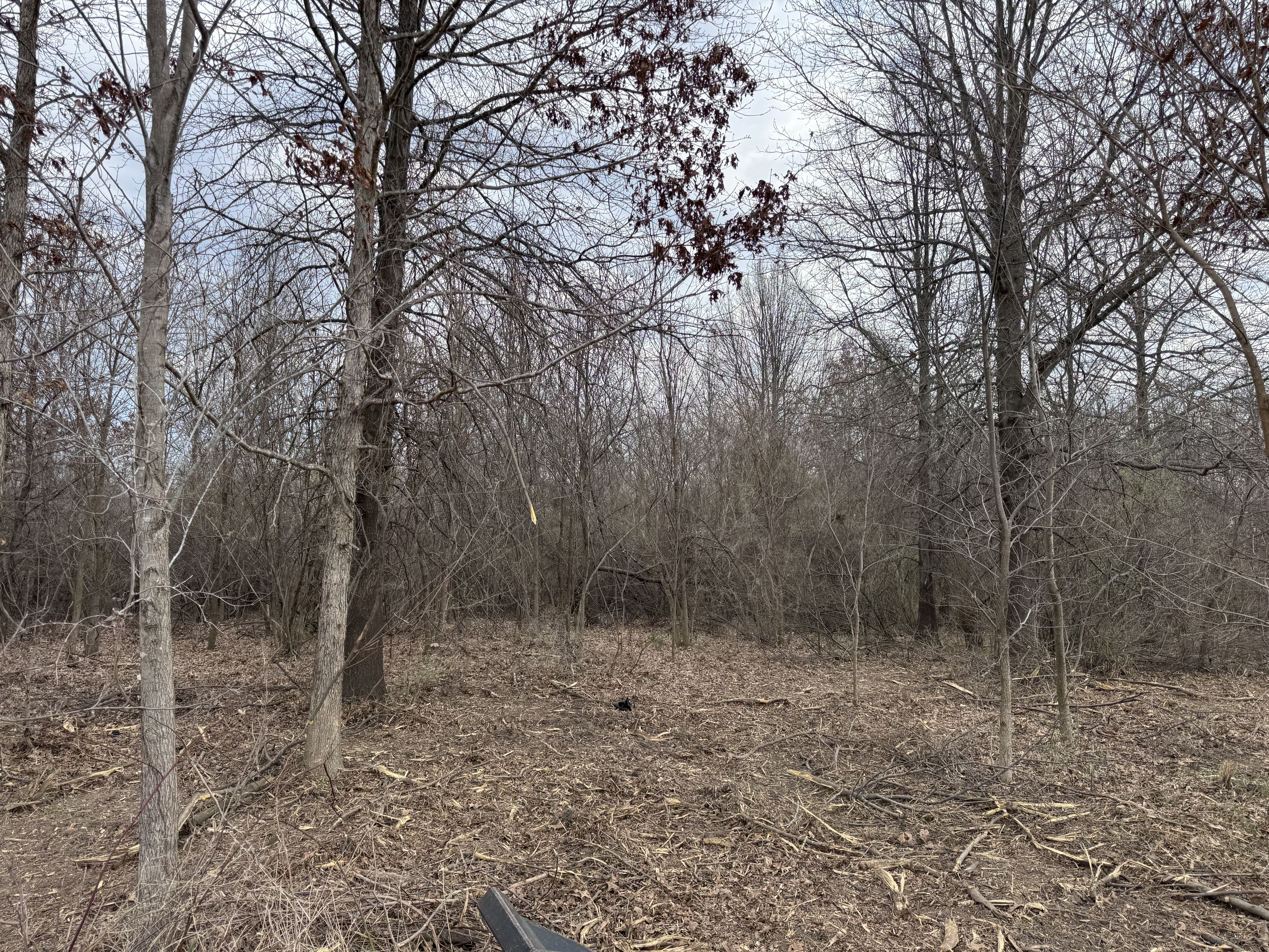Overgrown central Illinois timber property being cleared of autumn olive and invasive species using skid steer mulcher, before and after land reclamation