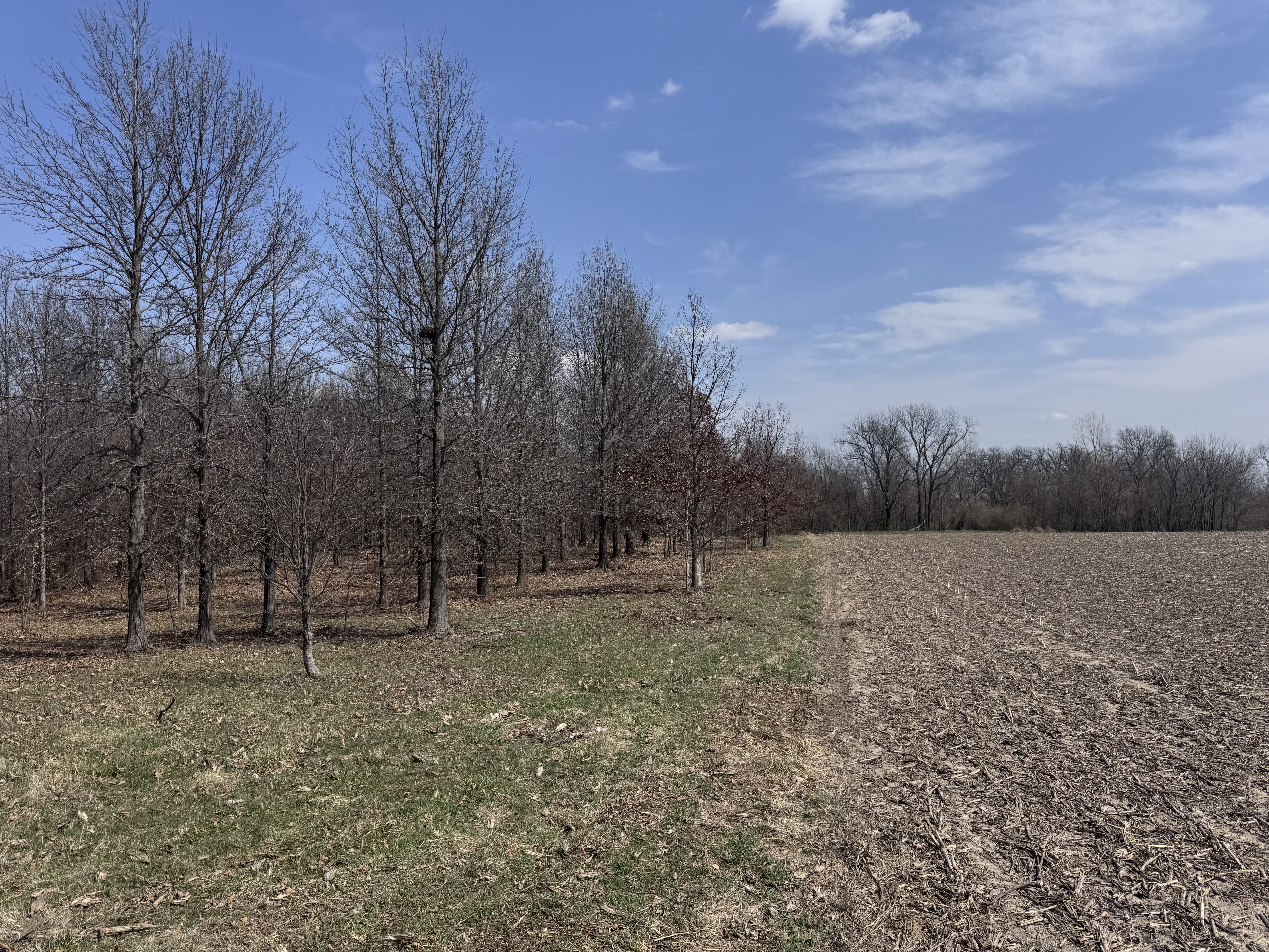 Invasive species clearing in progress on central Illinois property — land restoration and management — Archer Realty Invasive species clearing in progress on central Illinois property — land restoration and management — Archer Realty