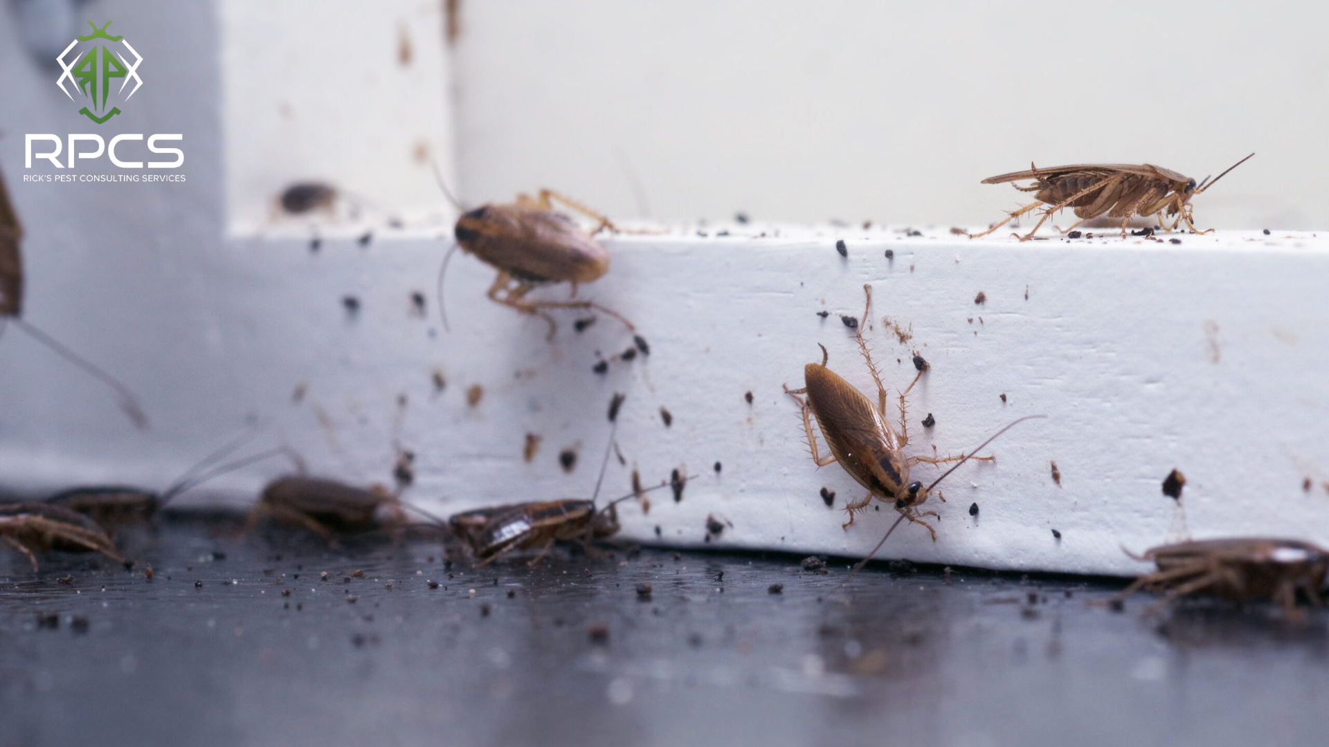 Residential pest control service