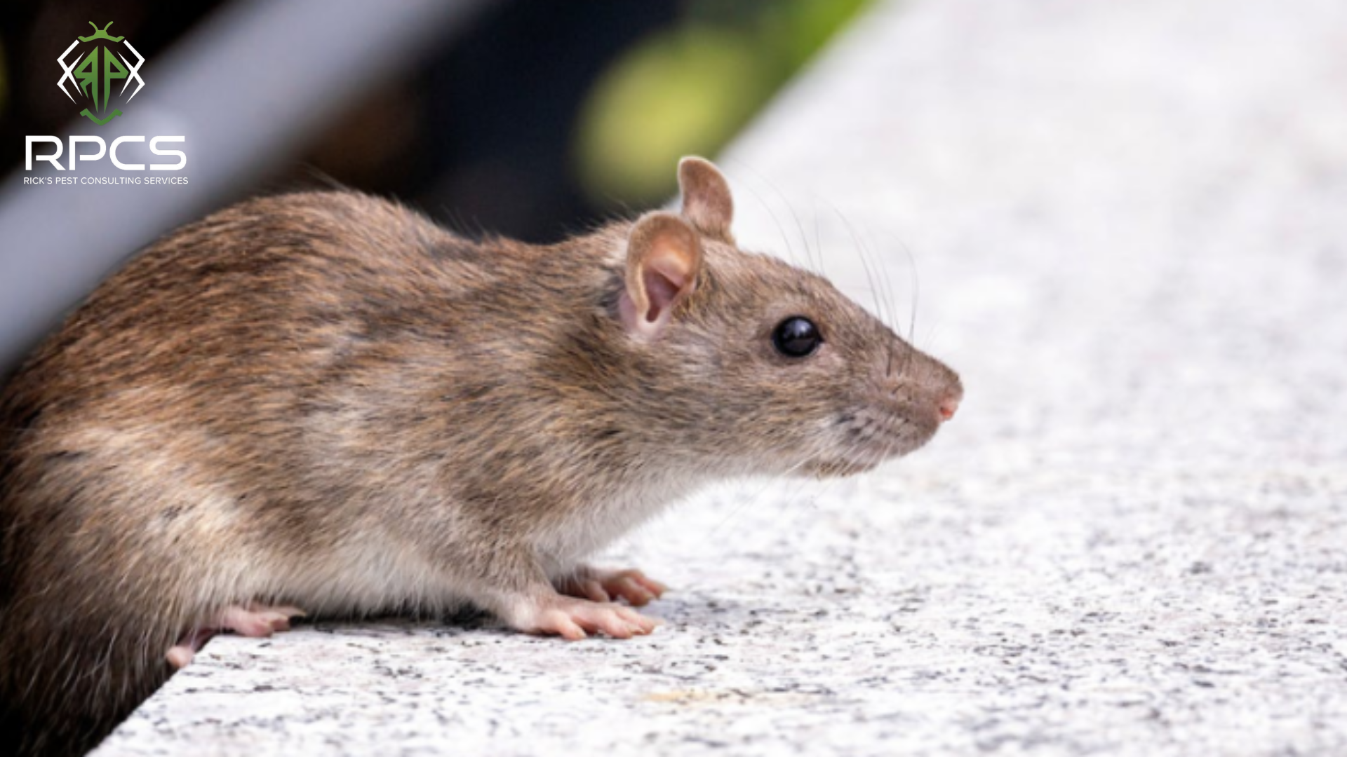 Professional pest treatment