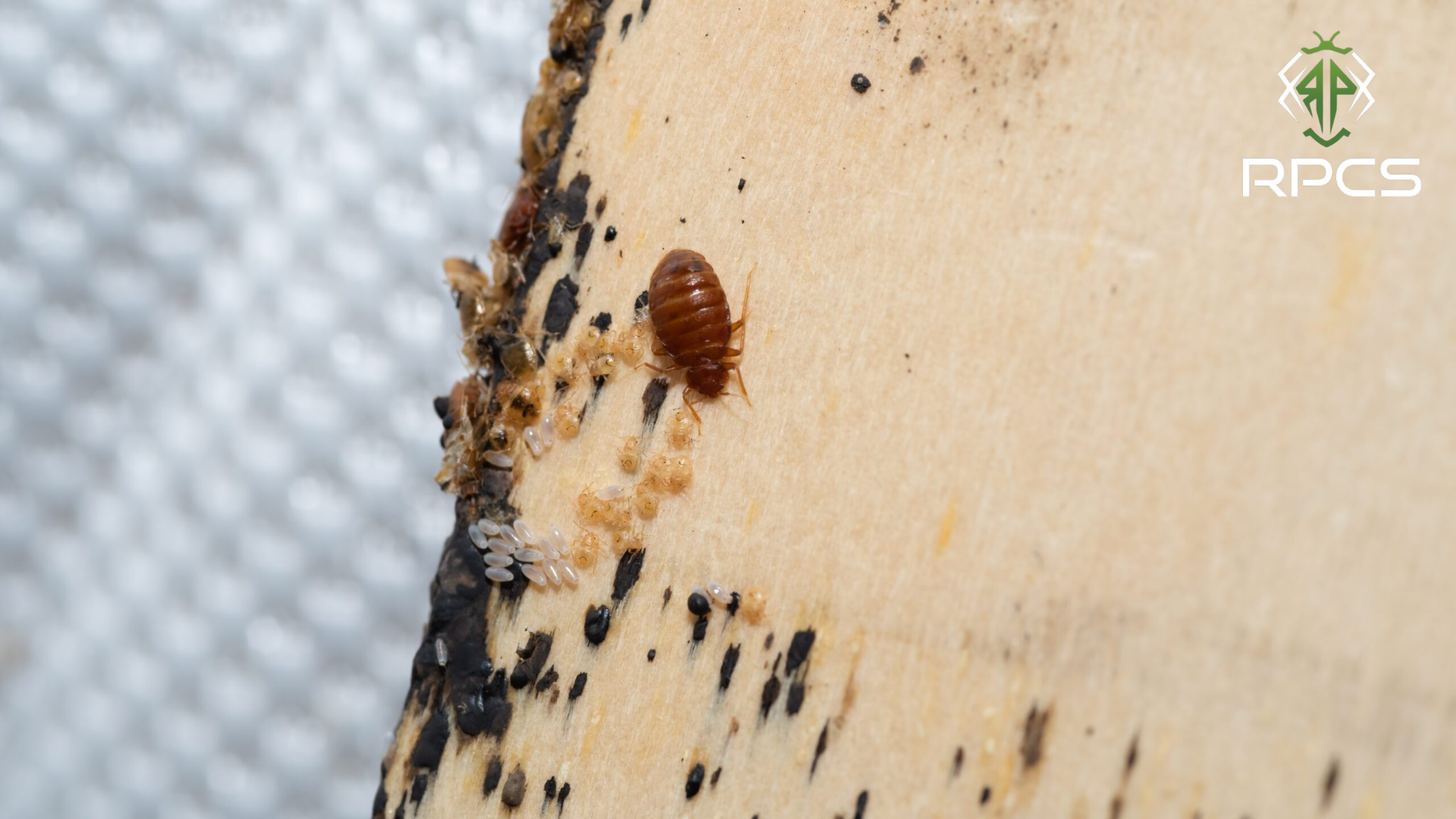 Eco friendly pest control products