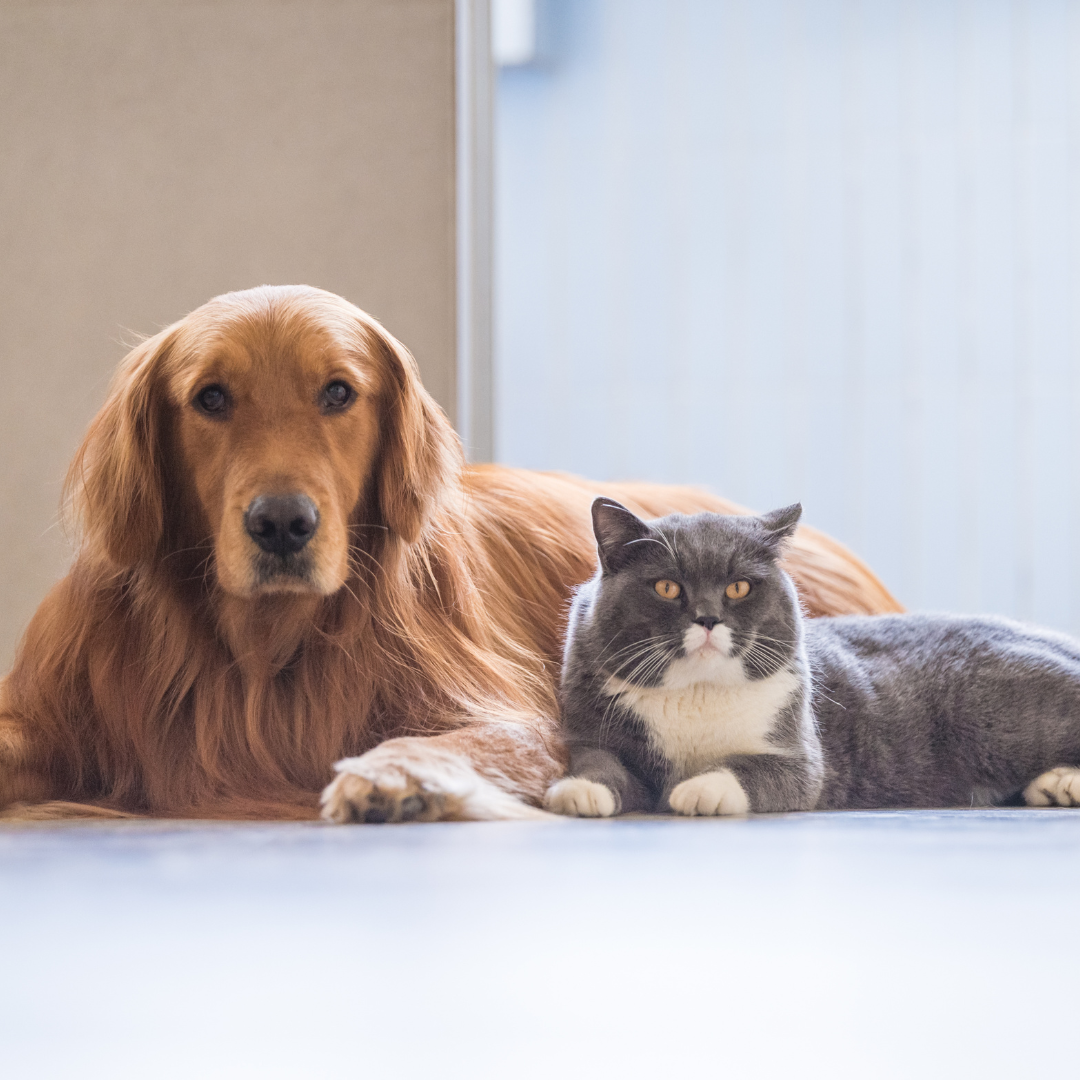 anxious pets