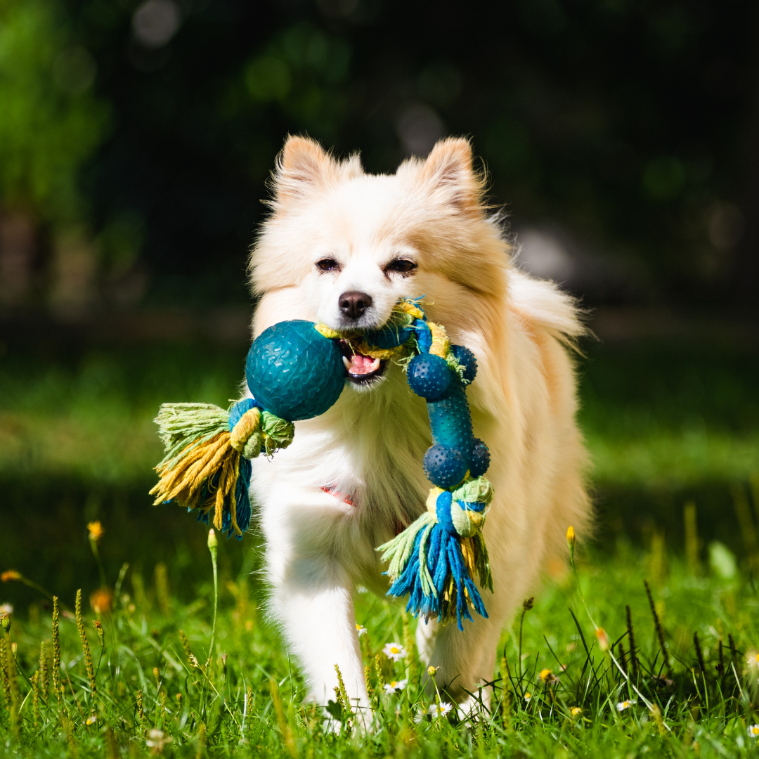 dog toys