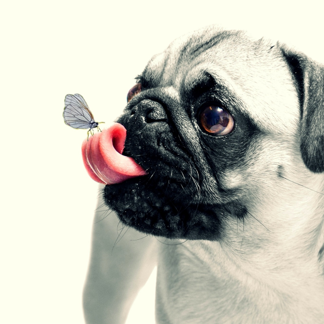 dog with butterfly