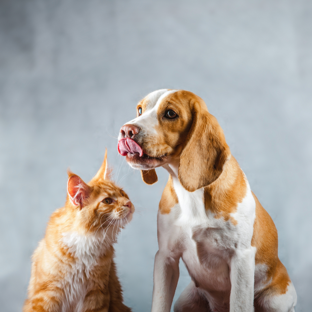 dog and cat