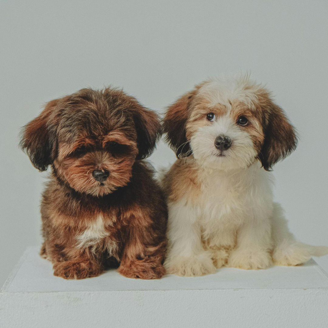 dogs