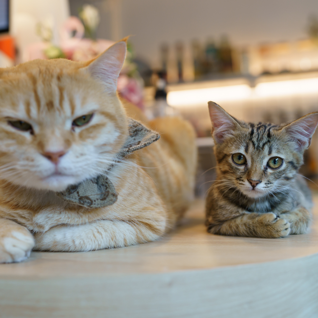cats