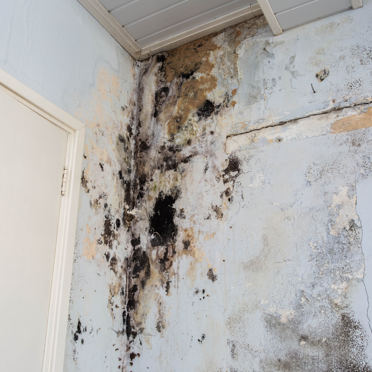 Mold remediation service in Fort Worth TX