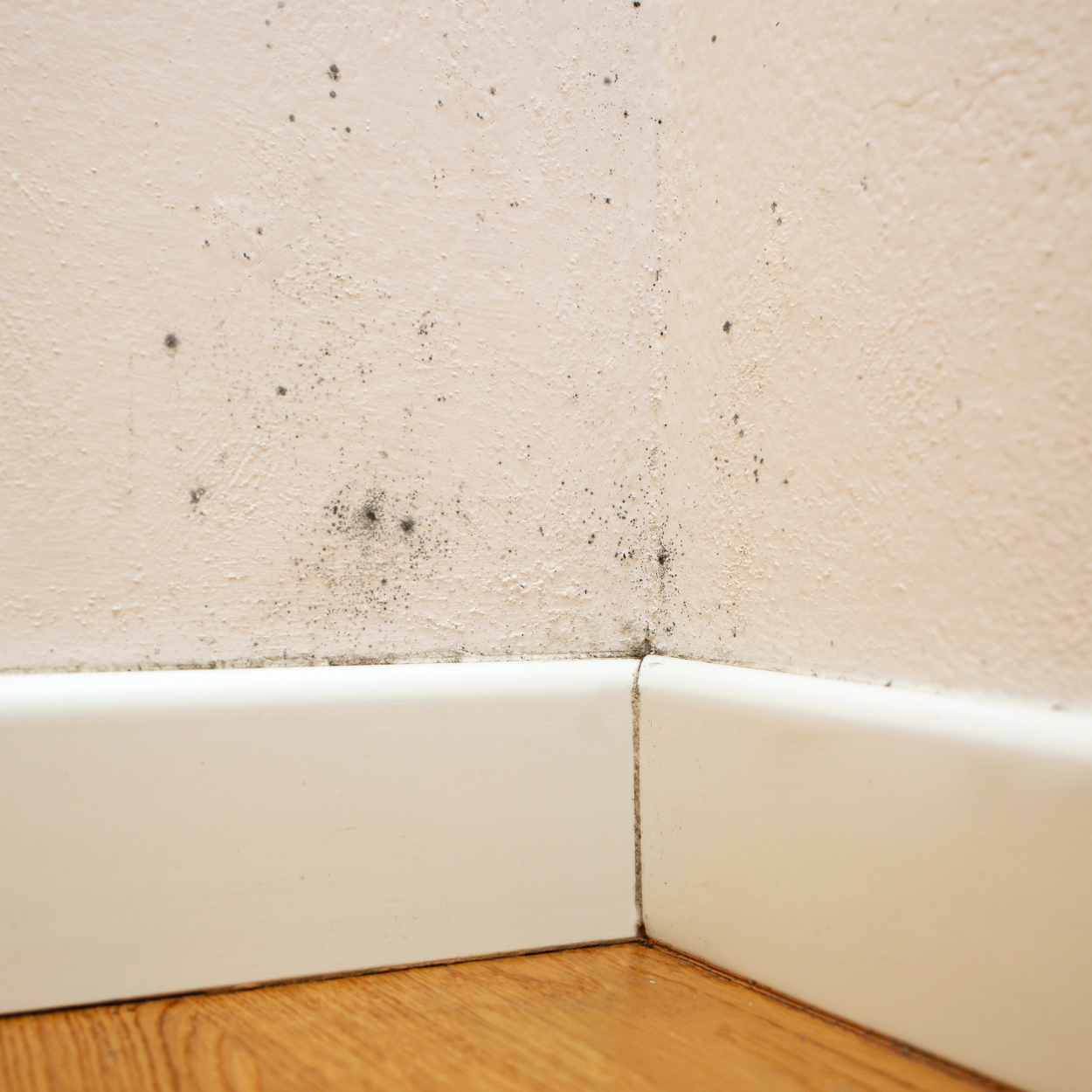 Mold Remediation