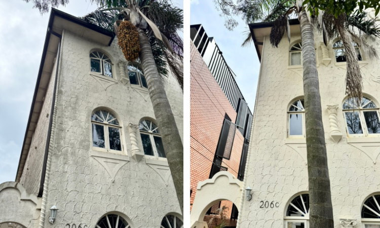 before and after 5