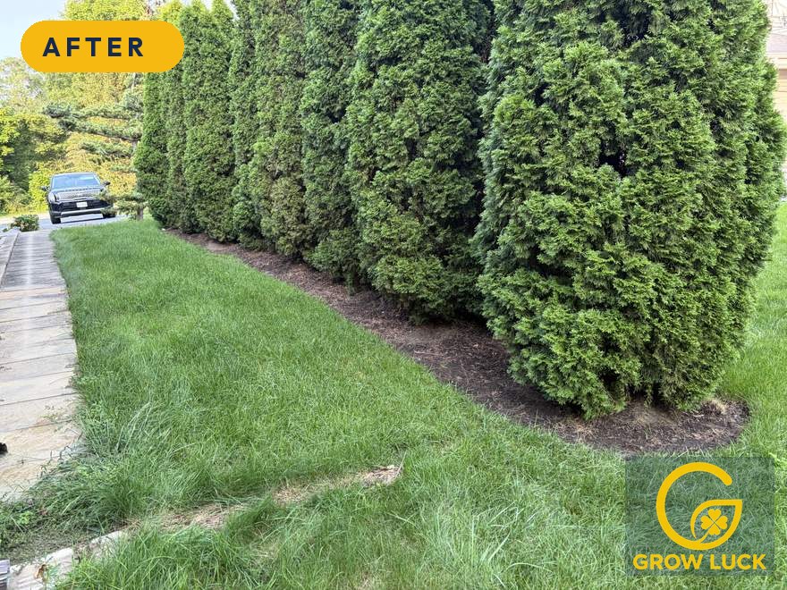 Garden Bed Restoration — after
