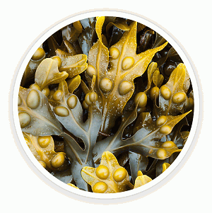 Bladderwrack Powder