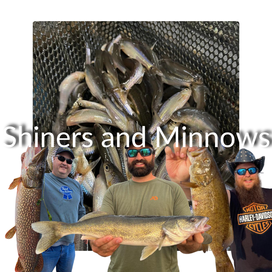 Minnows and bait