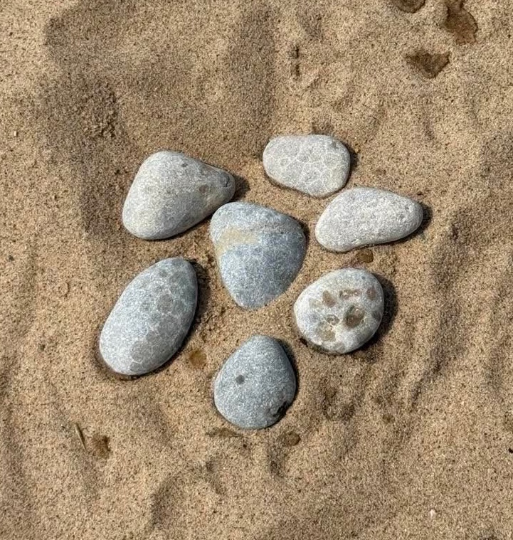 Petoskey stones dry