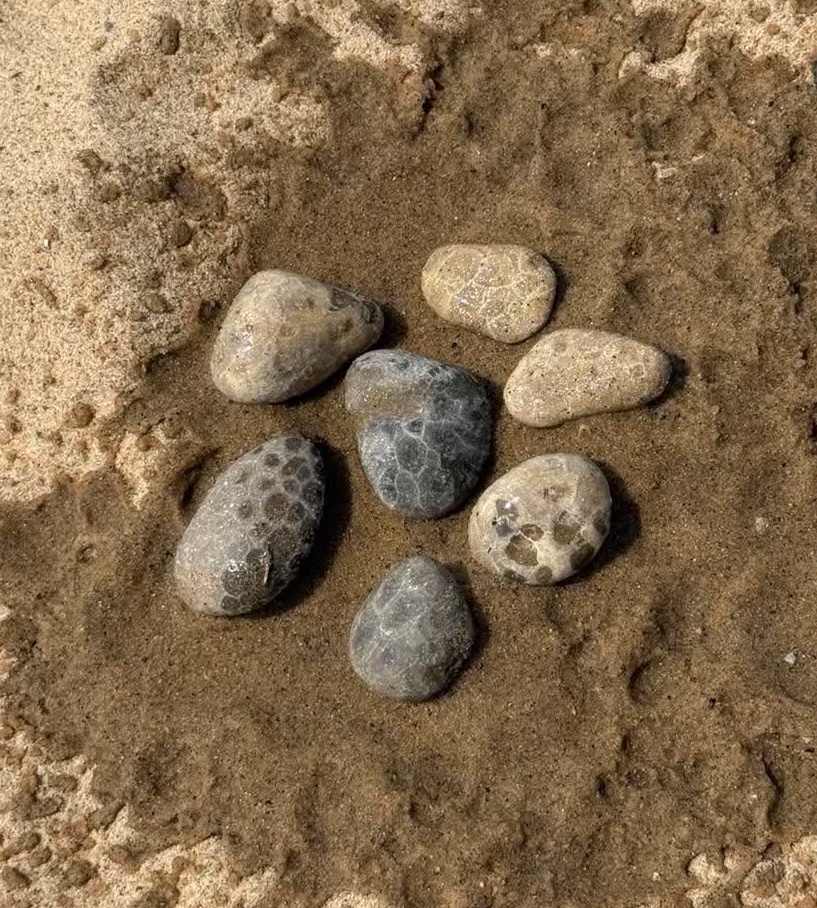 Petoskey stones wet, pattern revealed