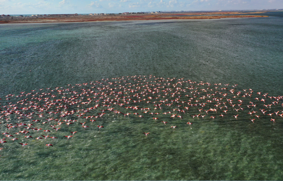Flamingo Pond in Anegada, British Virgin Islands