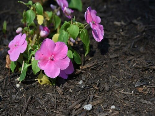 Mulch and Rock Installation in Williamsburg