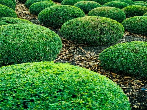 Bush and Shrub Trimming in Williamsburg