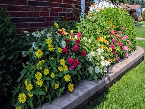 Plantings in Williamsburg