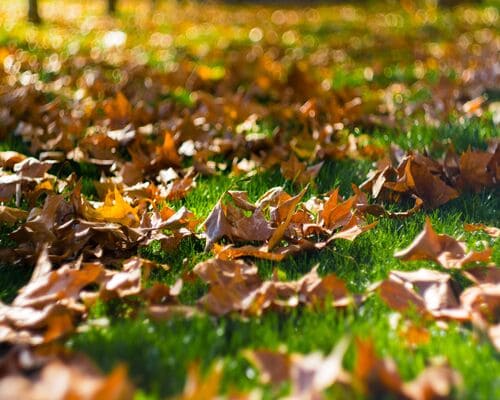 Spring and Fall Cleanups