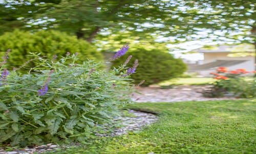 Spring and Fall Cleanups